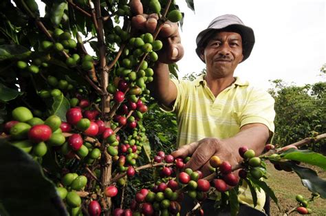  Jungla de la Tierra: Una Sinfonía Verde Sobre la Agricultura Colombiana